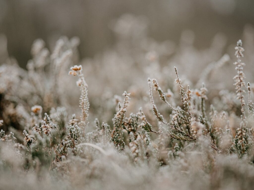Photo frosty morning