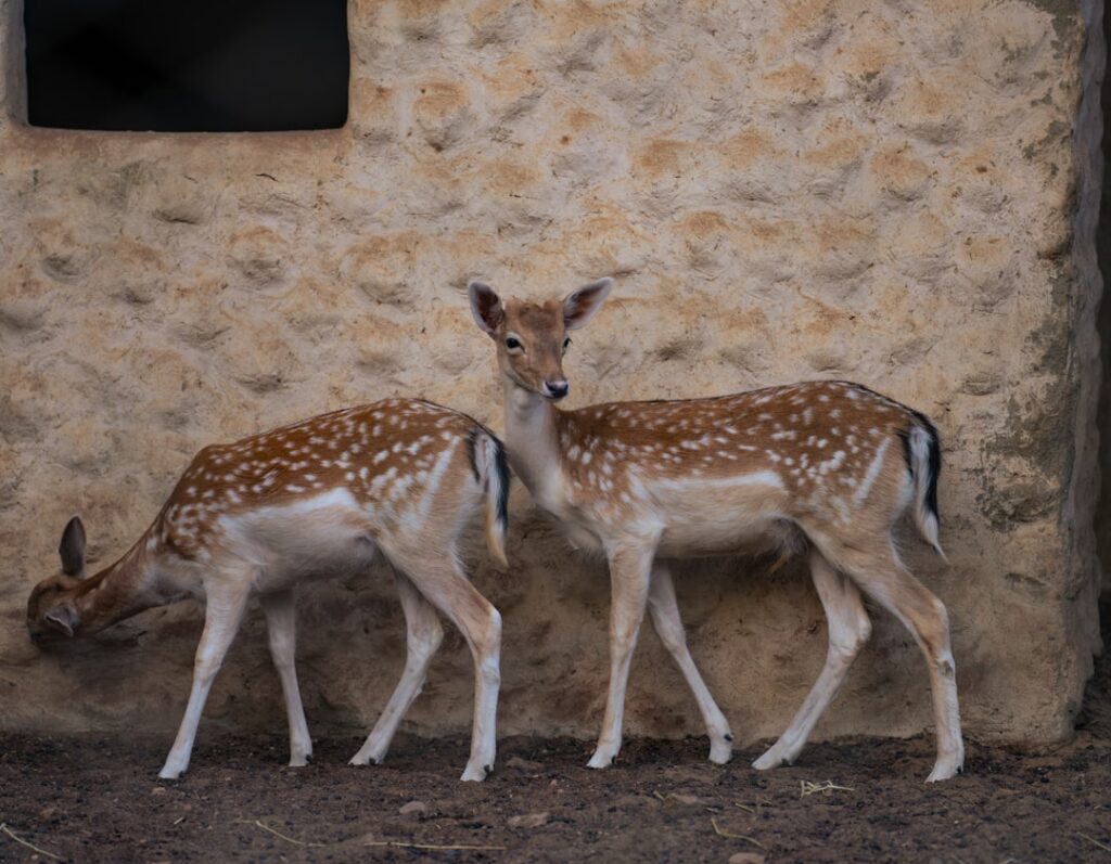 Photo wildlife sanctuary